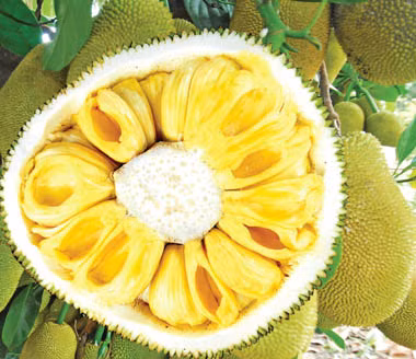 Mít không hạt có mùi vị thơm ngon, múi và xơ có màu vàng, độ dày múi đồng đều, bên trong múi không có hạt, cùi nhỏ, rất ít xơ được người tiêu dùng yêu thích trong nhiều năm gần đây.