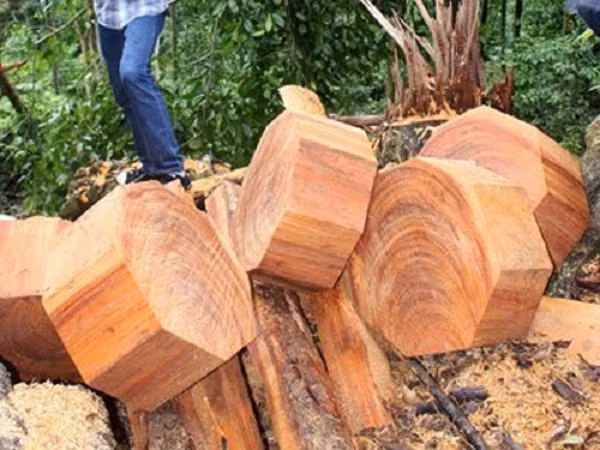 Sau một thời gian dài, dưới sự thay đổi liên tục của nhiệt độ và áp suất, gỗ ngọc am trải qua quá trình biến chất khác nhau, kết tinh lại và thành phần chính được chuyển hóa thành một loại đá với hình thù và màu sắc bắt mắt.
