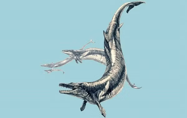 Sở dĩ người ta gọi loài vật này là Basilosaurus (tiếng Latin có nghĩa là vua của loài bò sát) là bởi các thợ săn tìm thấy hóa thạch sinh vật này ở bang Louisiana, Mỹ vào năm 1832 lầm tưởng nó với một loài khủng long mới.