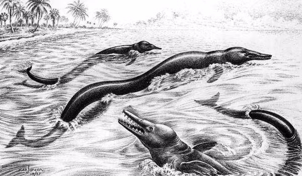 Basilosaurus đã tiến hóa cho cơ thể thuôn dài giống như rắn biển giúp nó có thể bơi nhanh hơn. Hộp sọ của loài cá voi này hẹp, nhỏ so với cơ thể chứng tỏ nó có lực cắn mạnh.