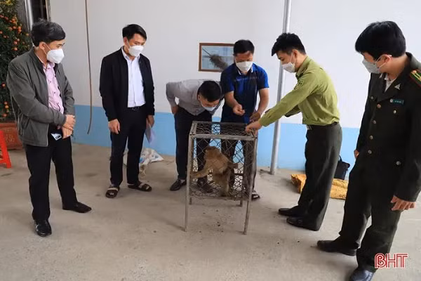 Được biết, 2 cá thể trăn đất và khỉ vàng trên nằm trong danh mục các loài động vật rừng nguy cấp, quý, hiếm nhóm IIB, có nguy cơ tuyệt chủng, cần ưu tiên bảo tồn.