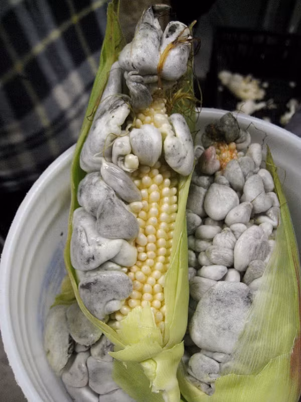 Sau khi nấu chín, huitlacoche chuyển sang màu đen và hơi sền sệt. Người ta thường cho thêm tỏi, ớt vào món ăn để tăng thêm hương vị đậm đà và cân bằng lại mùi nồng của đất, khiến cho món ăn với huitlacoche mang một vị đặc trưng không lẫn vào đâu được.