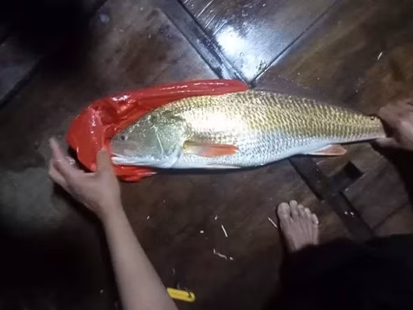 Khi đưa cá lên bờ, anh Hiếu thấy cá có bộ vảy màu sắc vàng óng ánh kỳ lạ. Nhận được thông tin anh Hiếu bắt được con cá lạ, người dân hiếu kỳ trong vùng đã tập trung đến nhà anh để xem. Nhiều người cho biết đây chính là cá sủ vàng quý hiếm.