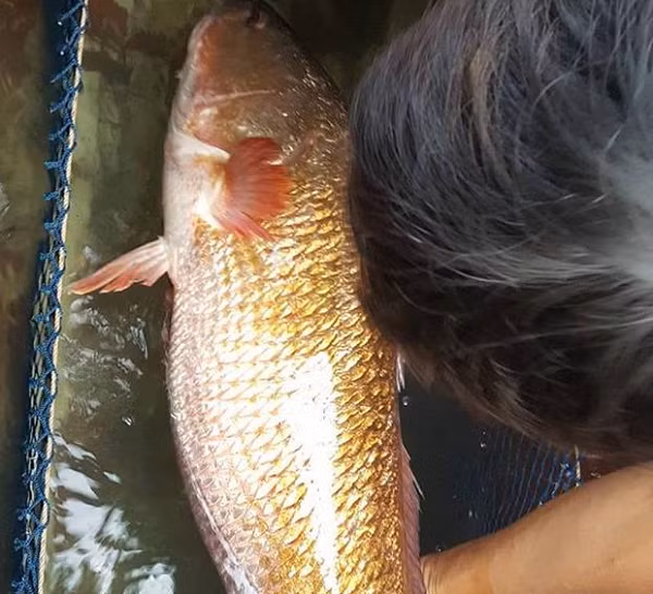 Thân cá màu trắng bạc và trắng phớt hồng, phần đầu và lưng có màu xanh xám hoặc xám sáng tùy vào môi trường sinh thái nơi cá sống. Khi chết, toàn thân cá chuyển màu vàng nhạt đến vàng thẫm.