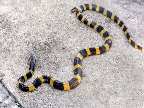 Rắn cạp nong (Bungarus fasciatus) là loài rắn độc cỡ tương đối lớn, thường dài trên 1m, đặc điểm là có những mảng khoang màu vàng đen rất rõ ràng và nổi bật. Nọc độc của rắn cạp nong không thua gì rắn hổ mang.