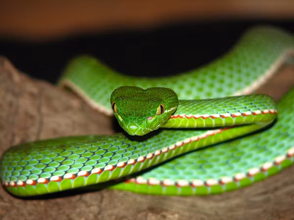 Rắn lục Von-gen (Viridovipera vogeli) được coi là một trong những kẻ săn đêm máu lạnh, giỏi và khôn ngoan nhất trong các loài rắn, chỉ với một cú đớp mạnh, con mồi sẽ phải trả giá bằng mạng sống của mình.