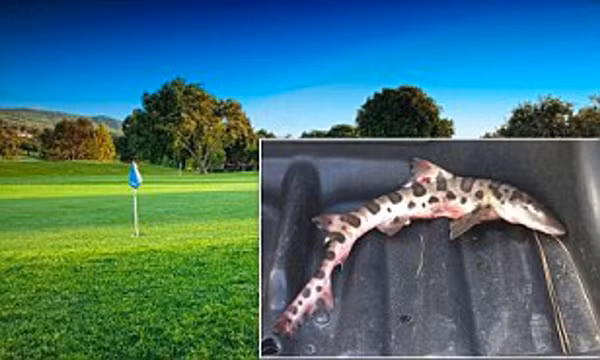 Tại câu lạc bộ golf San Juan Hills ở California, Mỹ bỗng xuất hiện một con cá mập báo. May mắn thay, các nhân viên của câu lạc bộ golf đã nhanh chóng giải cứu được chú cá mập và đưa nó về với đại dương. Đây là một trong những hiện tượng kỳ quái không ai lý giải nổi.