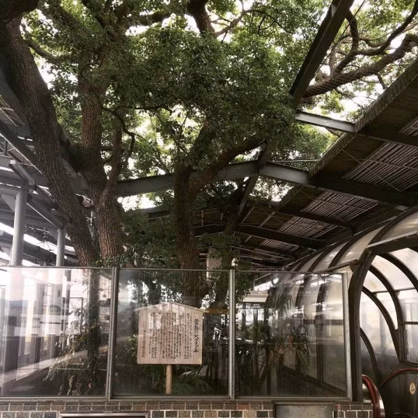 Cây đại thụ vốn gắn với một đền thờ linh thiêng tại địa phương. Bởi vậy, thông tin về việc cây sắp bị đốn hạ khiến nhiều người bất bình và phản đối.