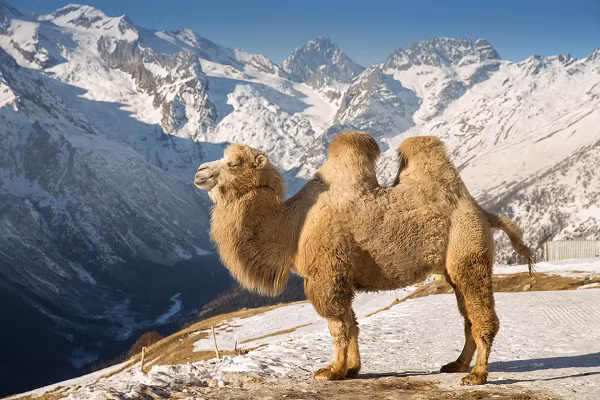 Họ đã tìm kiếm và phân tích 5 xương chân và bàn chân của Camelus knoblochi, được thu thập trong hang Tsagaan Agui ở Mông Cổ vào năm 2021 bên cạnh xương chó sói, linh cẩu hang động, linh cẩu Mông Cổ,, tê giác, ngựa, lừa hoang, cừu hoang...