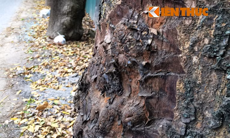 Trên đường K2, thị trấn Cầu Diễn, quận Nam Từ Liêm, nhiều thân cây bị cạo vỏ. Những cây xà cừ này nằm gần khu vực vườn ươm của Xí nghiệp sản xuất cây hoa, cây xanh, cây cảnh (thuộc Công ty Công viên cây xanh Hà Nội).