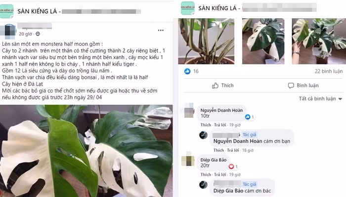 Cay kieng dot bien tien ty: Chuyen gia canh bao lan var “phien ban” moi