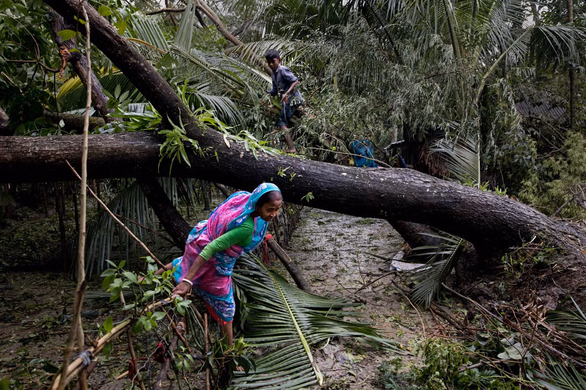 Ít nhất 4.589 cây xanh đã bị quật đổ trong trận lốc Bulbul ở vùng Sundarbans.