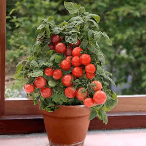 Cắt tỉa cây cà chua theo ý thích để chậu bonsai thêm phần đẹp mắt. Ảnh: House.