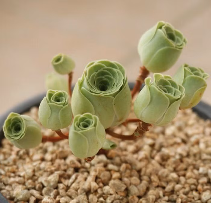Sở dĩ có cái tên là hoa hồng mọng nước bởi lá của chúng xếp thành từng lớp chồng lên nhau, giống hệt như những cánh hoa của một bông hoa hồng. (Nguồn Bored Panda)