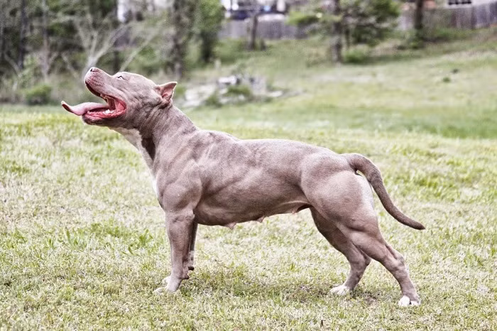 Theo tìm hiểu, Pit bull là một giống chó nhà có nguồn gốc từ châu Mỹ, được nuôi ở Anh và nuôi để làm vật giữ nhà và cũng được sử dụng trong những cuộc chọi chó. Đây là giống chó dữ, hiếu chiến, bền bỉ, gan lỳ được mệnh danh là sát thủ máu lạnh hay còn được gọi là chó chiến binh hay võ sĩ giác đấu. (Ảnh: Feedost)