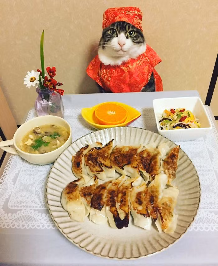 Mặc dù được ưu tiên thưởng thức sau khi buổi chụp hình kết thúc nhưng Maro không buồn quan tâm đến thức ăn cầu kỳ của con người. (Nguồn Bored Panda)