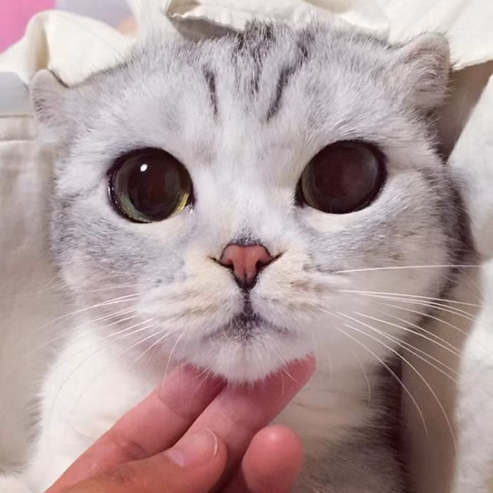 Con chim nhỏ có cái tên đáng yêu - Sai, thường xuyên ở bên cạnh Hana. (Nguồn Bored Panda)