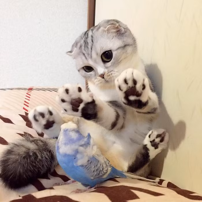 Cũng giống như những con mèo tai cụp Scottish Fold khác, Hana có tính cách dễ chịu, điềm đạm. Chính vì thế, không chỉ kết bạn với một chú chim, Hana còn có thể chơi đùa với người bạn có cánh một cách vui vẻ mà không hề làm hại bạn. (Nguồn Bored Panda)