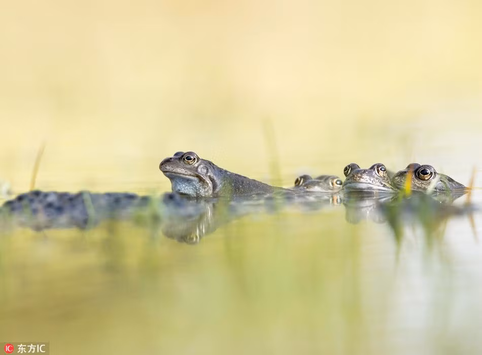 Những chùm trứng cả trăm ngàn quả trôi nổi dưới ao và trồi lên cả mặt nước. Và sau đó, nếu như thuận lợi, chúng sẽ phát triển thành nòng nọc, mọc đuôi, mọc chân, đứt đuôi và lên bờ, trở thành những con ếch thực thụ. (Nguồn Sina)