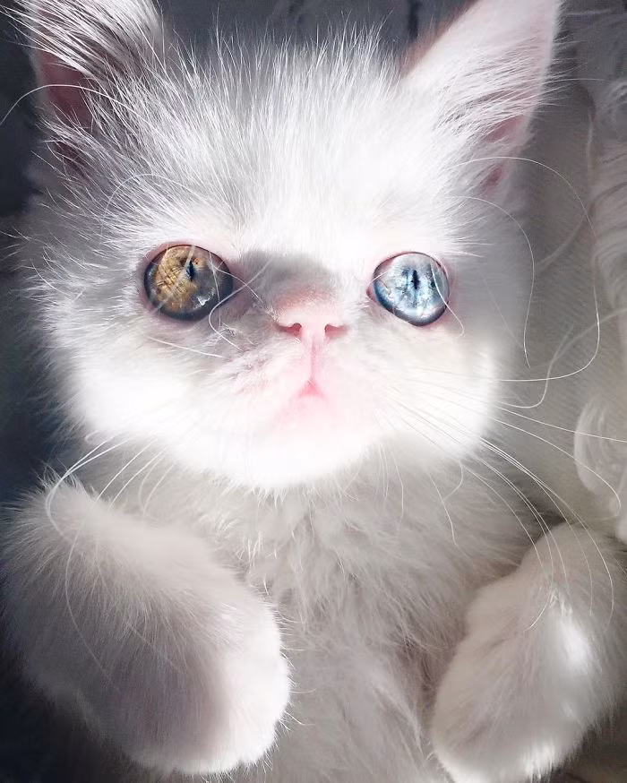 Được gọi bằng cái tên Pam Pam, cô mèo cổ tích có bộ lông trắng muốt và đôi mắt hai màu hiện đang là một trong số những ngôi sao động vật mới nổi nhận được sự chú ý nhiều nhất trên Instagram. (Nguồn Bored Panda)