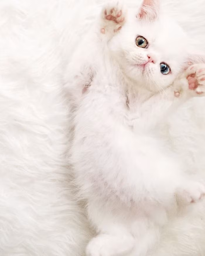 Theo truyền thuyết, những con mèo có hai màu mắt khác nhau là những con mèo có khả năng đặc biệt, chúng có thể nhìn thấu cả hai thế giới của sự sống và cái chết. (Nguồn Bored Panda)