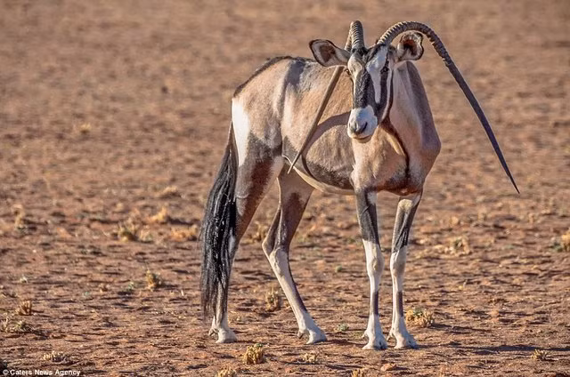 Tại Namibia, châu Phi, người ta cũng phát hiện ra một con linh dương có sừng kỳ lạ, khác hẳn với đồng loại của mình. Cặp sừng của nó khôn hướng lên trời mà cong gập xuống đất, cực kỳ bắt mắt. (Ảnh: Dailymail)