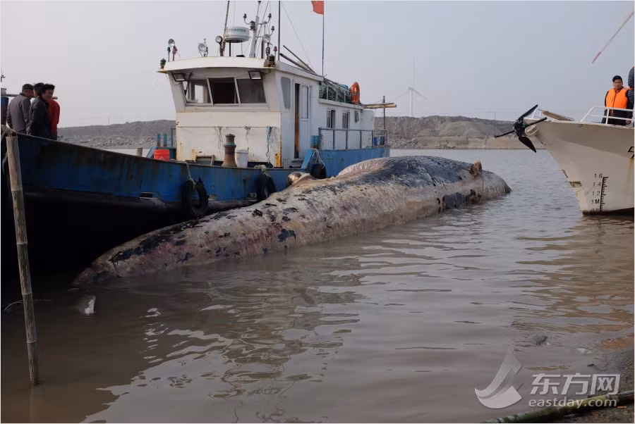 Vào khoảng tháng trước, ở Thượng Hải, ngư dân cũng phát hiện một con cá voi khổng lồ chết thảm và dạt bờ. (Nguồn Sina)