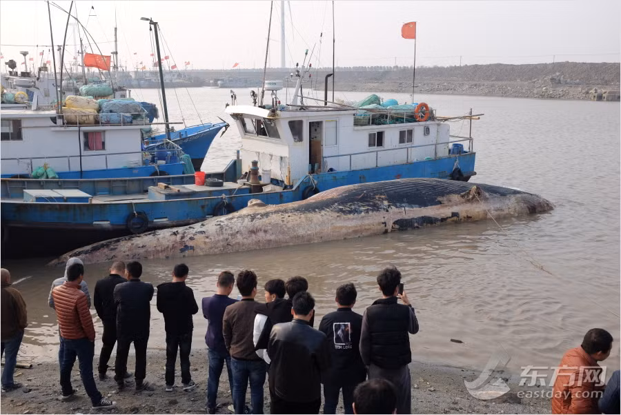 Qua quan sát, con cá voi xấu số này thuộc loài cá voi tấm sừng hàm, một trong hai phân bộ của cá voi Cetacea. (Nguồn Sina)