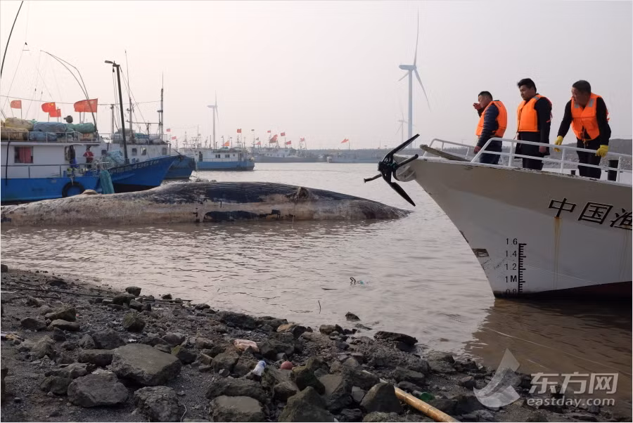 Cá voi tấm sừng được đặc trưng bởi có tấm sừng lọc thức ăn từ nước, thay vì có răng. Điều này phân biệt chúng với phân bộ cá voi khác, cá voi có răng hoặc Odontoceti. (Nguồn Sina)