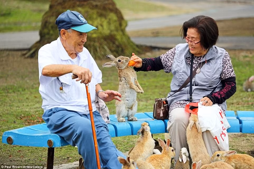 Tại đảo thỏ, những con thỏ hoang dã rất thân thiện và hiếu khách, thậm chí còn bạo dạn tiếp cận du khách để xin thức ăn. (Nguồn Dailymail)