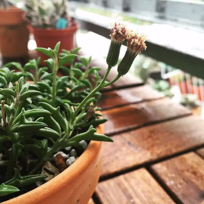 Đây là loài cây cảnh, thuộc nhóm cây mọng nước (succulent), có khả năng trữ rất nhiều nước bên trong cơ thể. (Nguồn Bored Panda)