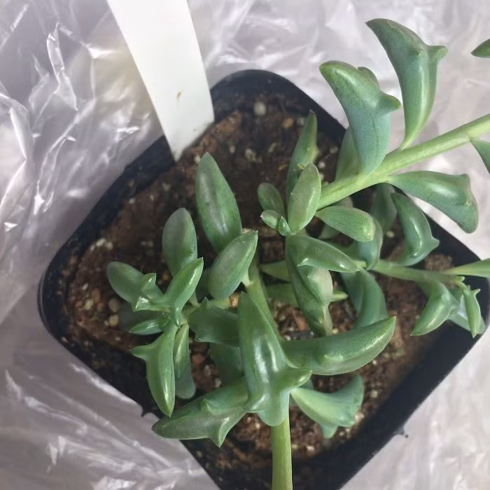 Vì khả năng đó, những chiếc lá của cây Senecio peregrinus luôn căng mọng, mỡ màng đầy sức sống. (Nguồn Bored Panda)