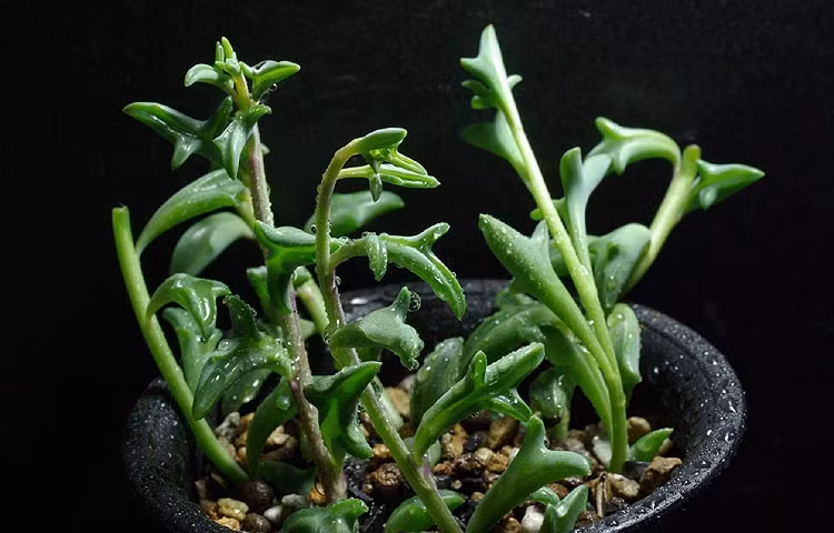 Sau khi những hình ảnh về cây cá heo Senecio peregrinus được lan truyền trên mạng xã hội Nhật Bản, rất nhanh sau đó nó đã nhận được sự chú của cư dân mạng toàn thế giới. (Nguồn Bored Panda)