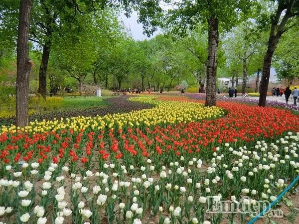 Xao xuyen long ngam Bac Kinh mua 
