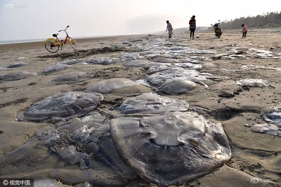 Xác của chúng lên nhau, phơi dưới ánh mặt trời. (Nguồn Sina)