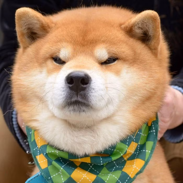 Khi Ryuji hóa thành thanh niên nghiêm túc. (Nguồn Bored Panda)
