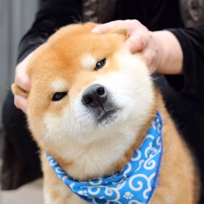 Ryuji cũng là một con chó đầy kiêu hãnh, không dễ thân cận với người ngoài. (Nguồn Bored Panda)