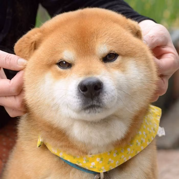 Theo thông tin đăng tải, Ryuji thuộc giống chó Shiba Inu, năm nay 7 tuổi, rất thông minh và trung thành. (Nguồn Bored Panda)