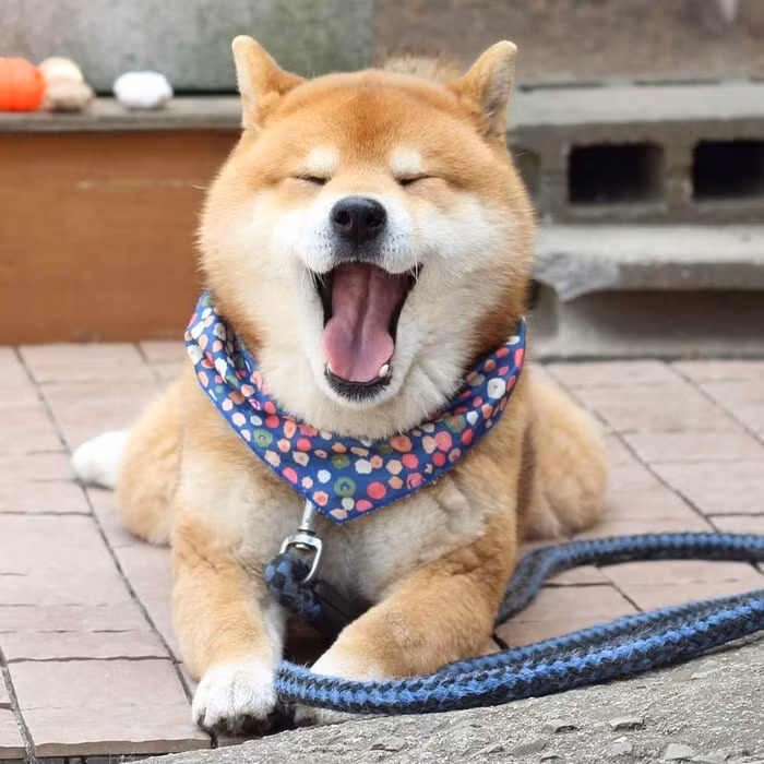 Thêm vào đó, trình độ "diễn sâu" trước ống kính máy ảnh của Ryuji ngày càng tiến bộ, khiến người hâm mộ không thể rời mắt. (Nguồn Bored Panda)