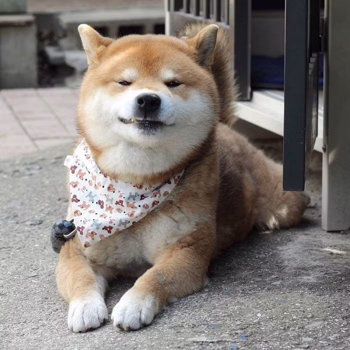 Khi cảm thấy bị thân cận quá mức, Ryuji gầm gừ cảnh cáo thẳng thừng. (Nguồn Bored Panda)
