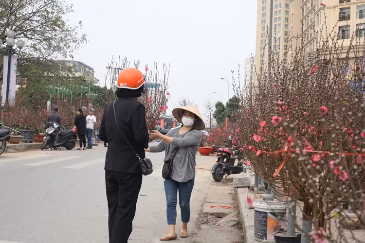 Do ảnh hưởng của dịch COVID-19, lượng khách mua hoa đào ở Lạc Long Quân càng giảm so với mọi năm.