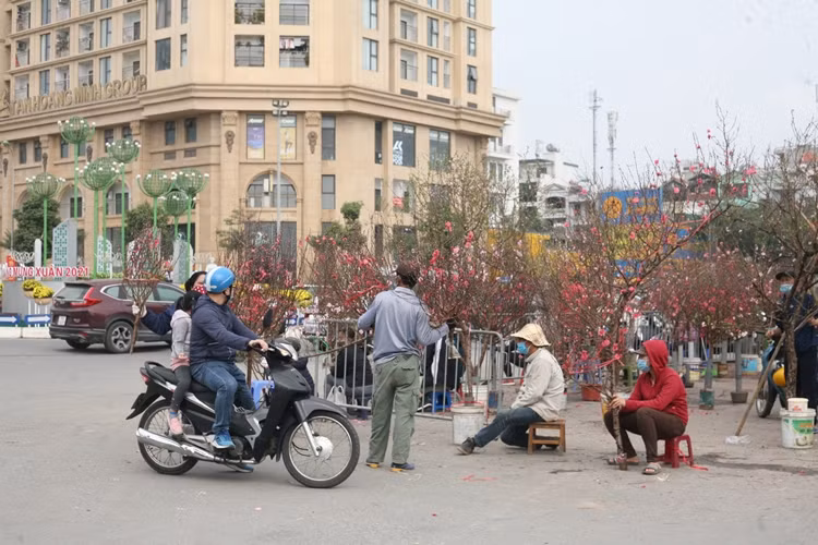 Những cành đào với đủ hình dáng, thế đẹp đã bung nở hoa “nóng lòng” chờ khách mua.