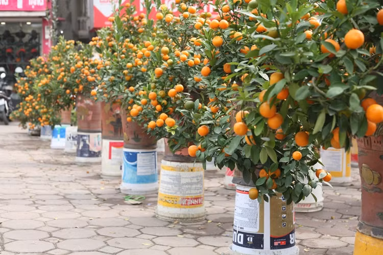 Những cây quất cảnh giá dao động từ 600 nghìn đồng đến vài triệu, được người bán xếp hàng dài chờ khách.