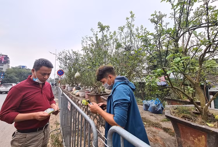 Bưởi cảnh ra đầy nụ bán đắt hàng sau Tết Nguyên đán.