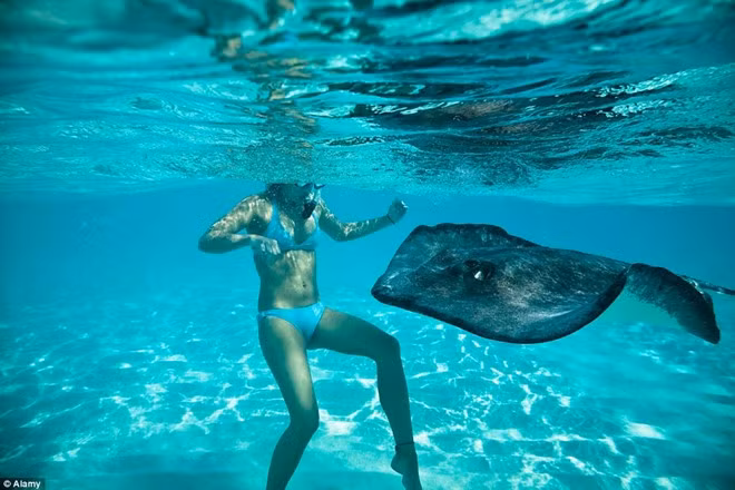  Thành phố cá đuối, Quần đảo Cayman: Thành phố Cá Đuối đã trở thành thiên đường cho các du khách muốn tiếp xúc với những chú cá đuối thân thiện và dễ mến.