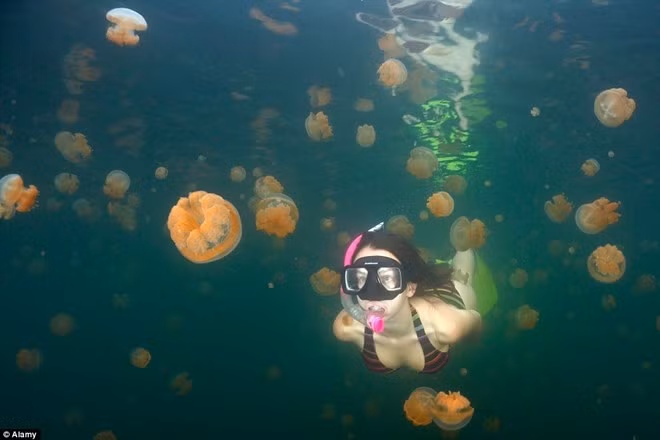  Hồ sứa, Palau: Nằm trên hòn đảo Palau thuộc Thái Bình Dương, hồ sứa là nơi duy nhất trên thế giới du khách có thể thoải mái bơi lội cùng sinh vật có những cú chích đau đớn này.