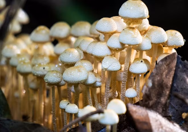 Những cây nấm nhấp nhô thấp cao như những nốt thăng trầm của bản giao hưởng. Những cảnh đẹp mê hồn đã thu hút rất nhiều tay máy đến đây, để rồi chết mê chết mệt với sự lãng mạn của khu rừng.