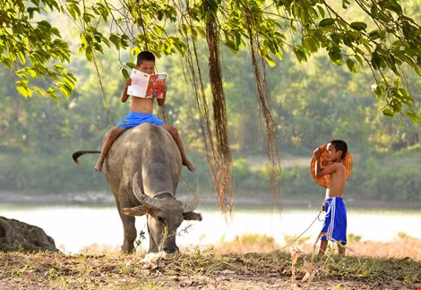 Cũng dễ dàng bắt gặp hình ảnh các em nhỏ học bài khi đi chăn trâu. Ảnh: Khoahoc.