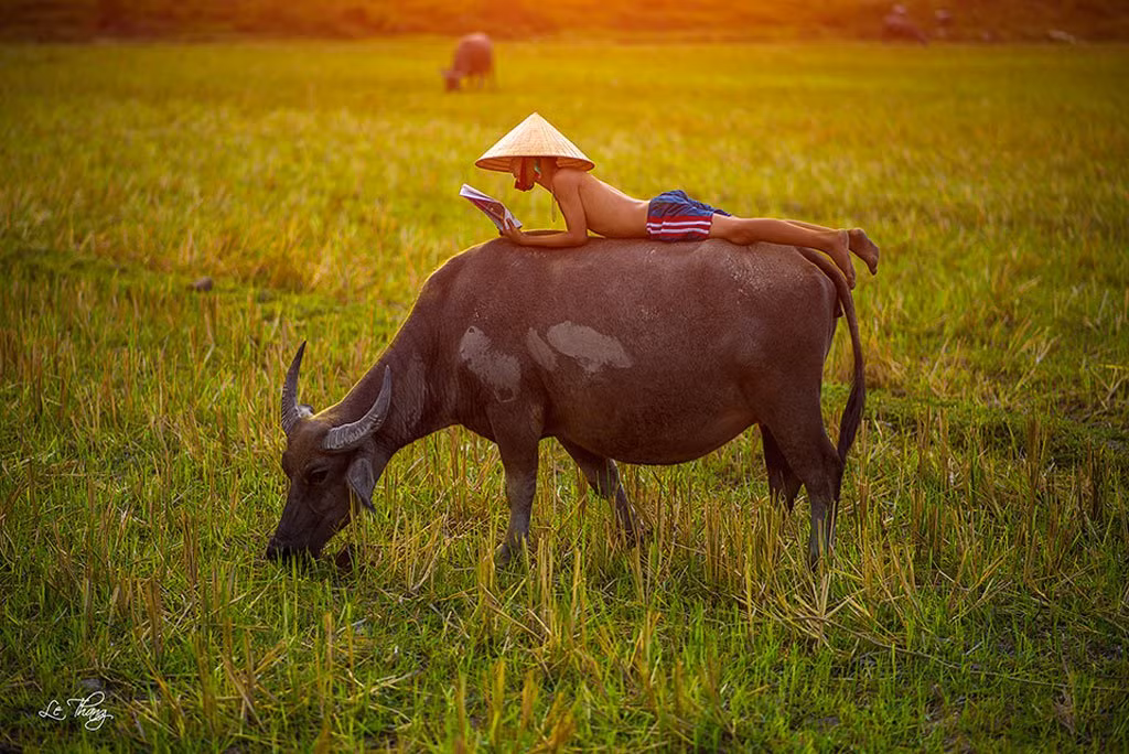 Chăn trâu là một công việc rất mất thời gian nhưng khá nhẹ nhàng và đây cũng là khoảng thời gian rất tốt để các em nhỏ học bài. Ảnh: Lethang.