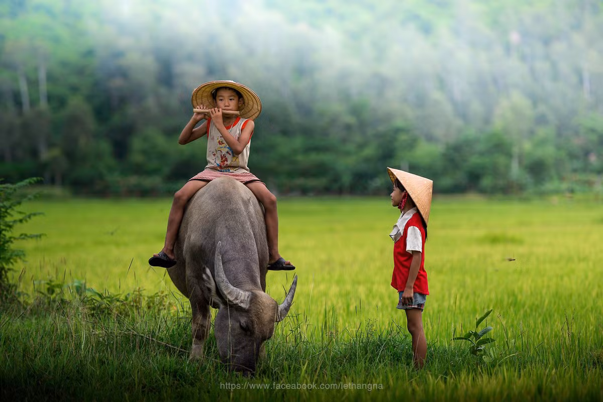 Trò tiêu khiển phổ biến nhất của trẻ em khi đi chăn trâu có lẽ là thổi sáo. Ảnh: Lethangna.
